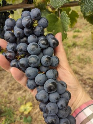 オリジナルソムリエナイフ